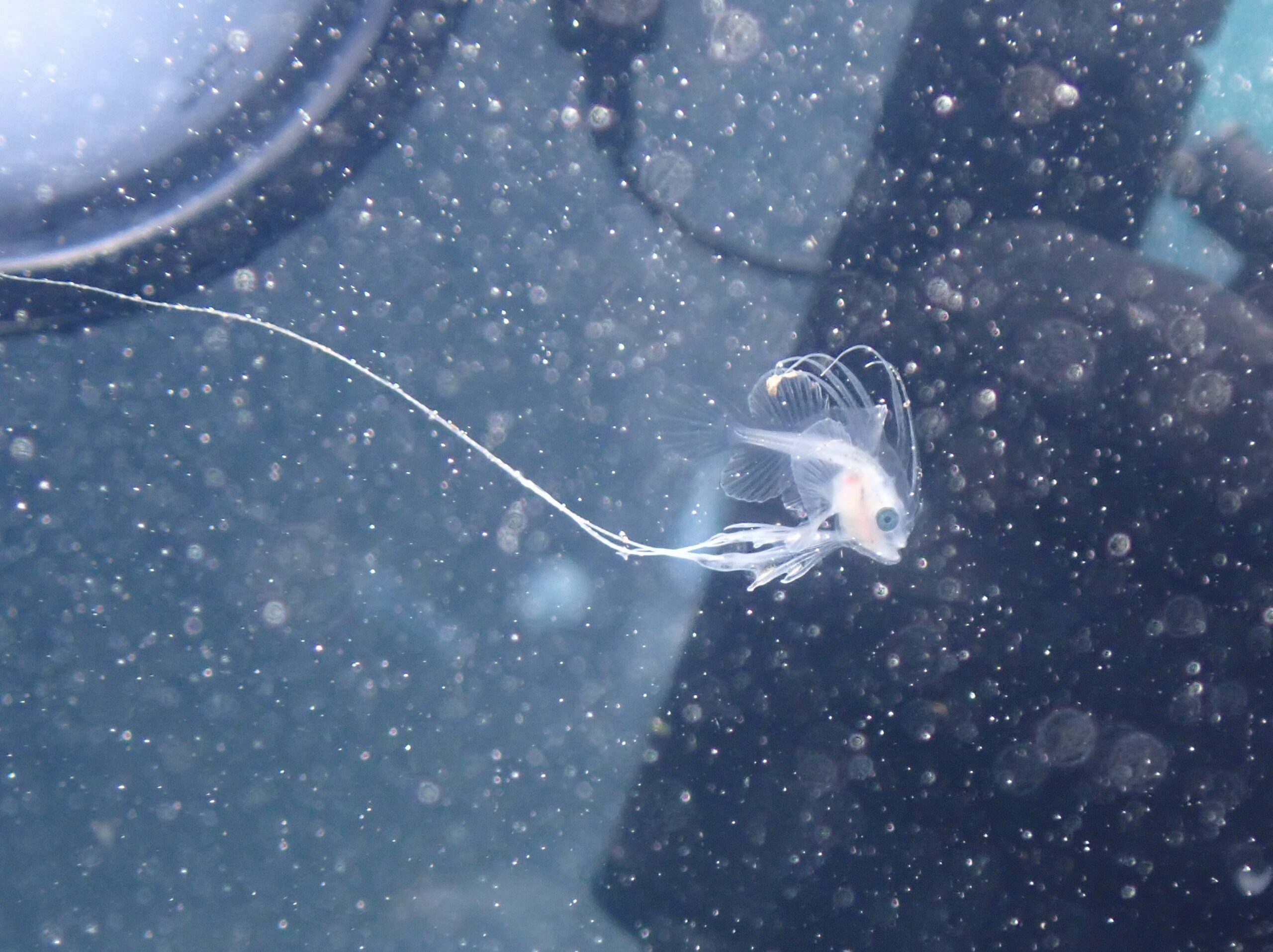 【浮遊系を求めて…大瀬崎一泊】